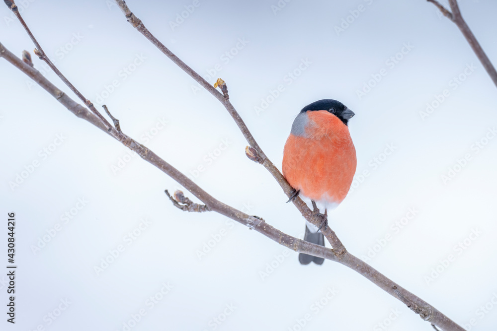The Eurasian bullfinch, common bullfinch or bullfinch (Pyrrhula pyrrhula) The Eurasian bullfinch, common bullfinch or bullfinch (Pyrrhula pyrrhula)