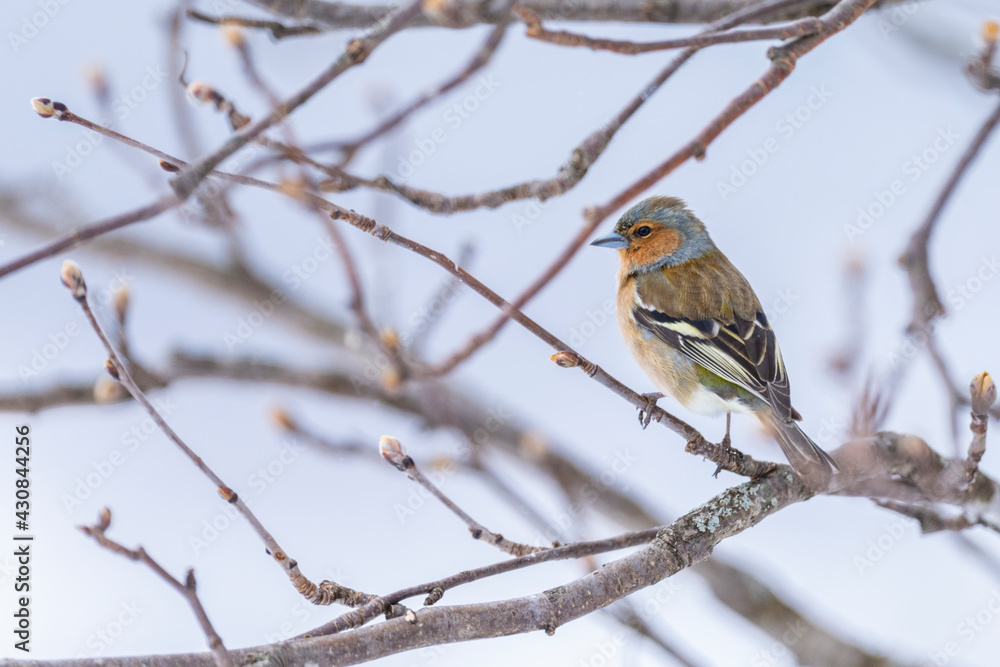 The common chaffinch or simply the chaffinch (Fringilla coelebs) The common chaffinch or simply the chaffinch (Fringilla coelebs)