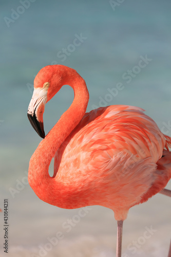 Flamingo at Aruba