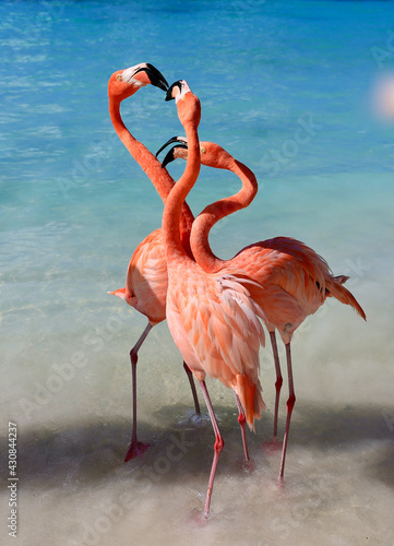 Flamingo at Aruba