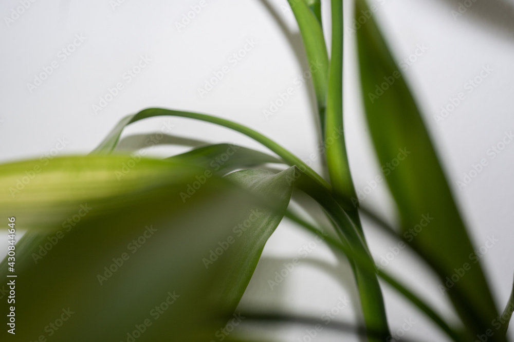 Fototapeta premium lily of the valley in the garden