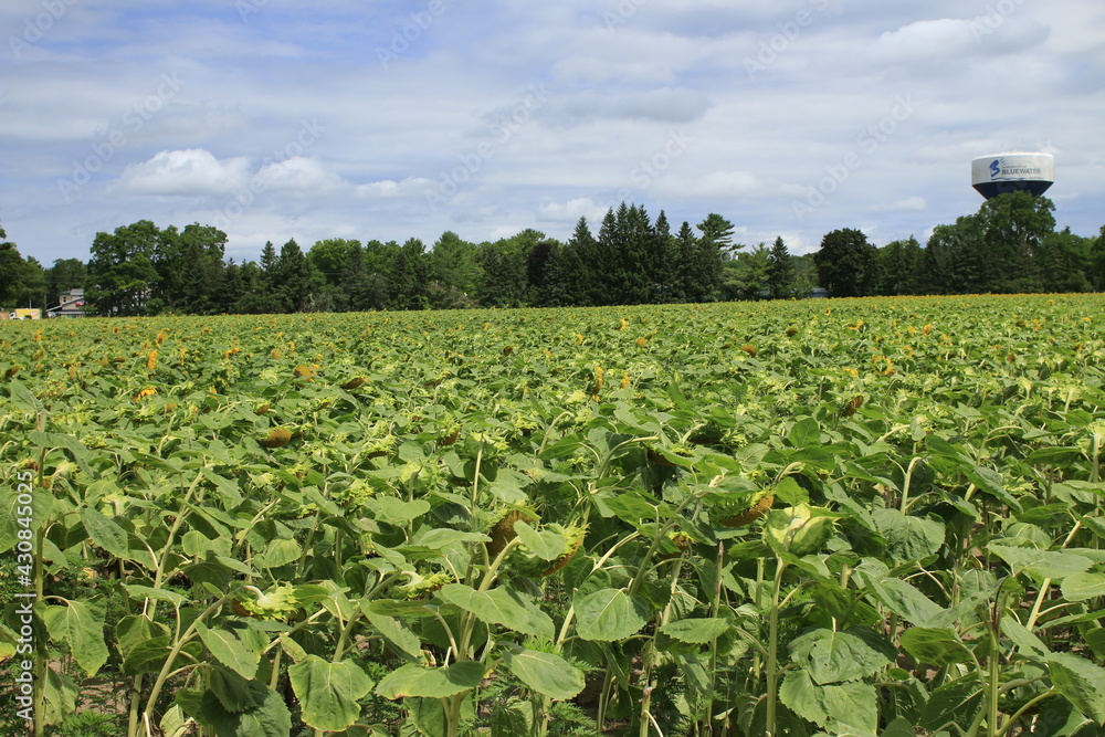 Sunflowers field with one prominent flower standing tall and high above the others. Sunflowers have abundant health benefits. Sunflower oil improves skin health and promote cell regeneration.
