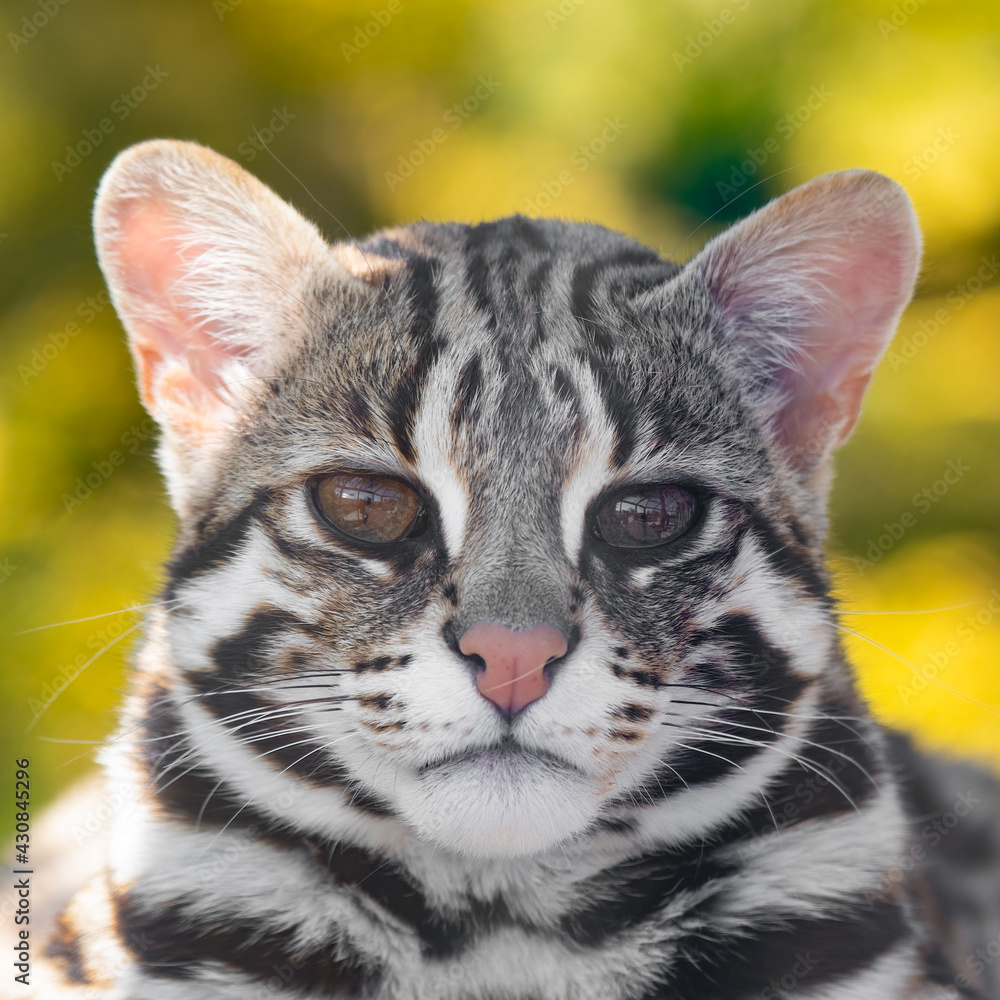 Side Profile Asian Leopard Cat Side Profile Asian Leopard Cat