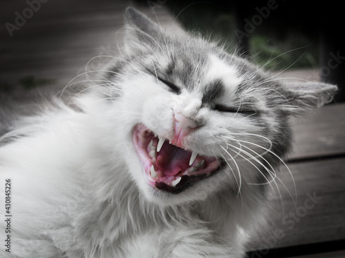 Funny cat, smiling, black and white