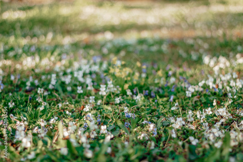 morning in the forest. forest flowers