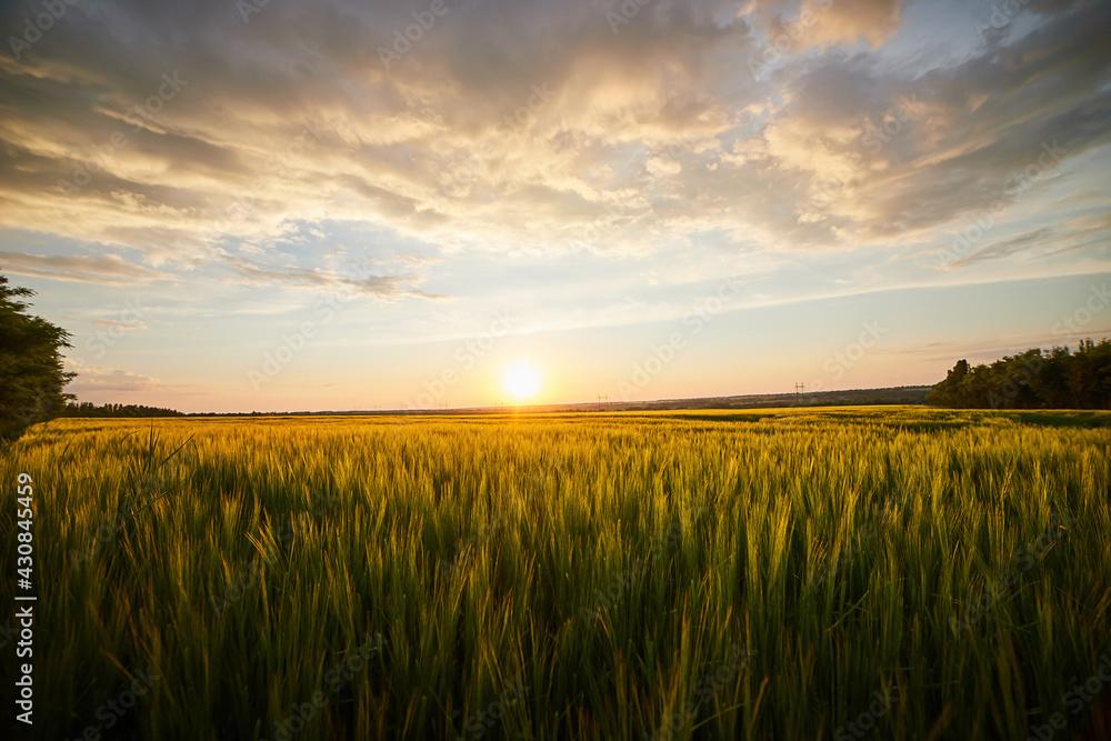 Beautiful landscape with field of ripe rye and blue summer sky