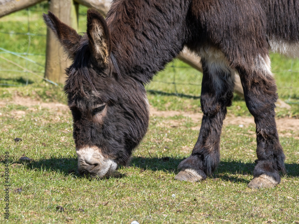 Portrait of a Donkey Feeding on Grass Portrait of a Donkey Feeding on Grass