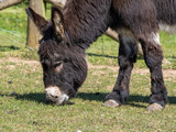 Portrait of a Donkey Feeding on Grass