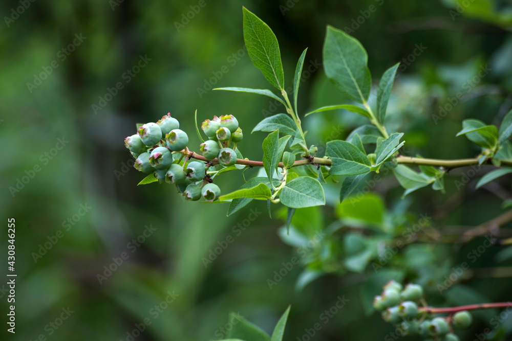 Unripe bilberry fruit in garden Unripe bilberry fruit in garden