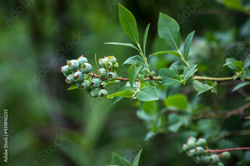 Unripe bilberry fruit in garden