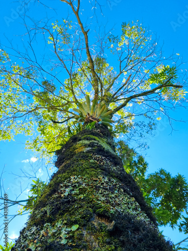 tree in the forest