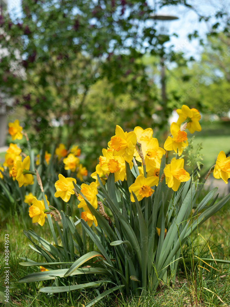 Lent lilies in a garden in Zurich, Switzerland Lent lilies in a garden in Zurich, Switzerland