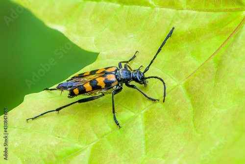 Wallpaper Mural Beetle leptura quadrifasciata with a long mustache sits on maple leaf Torontodigital.ca