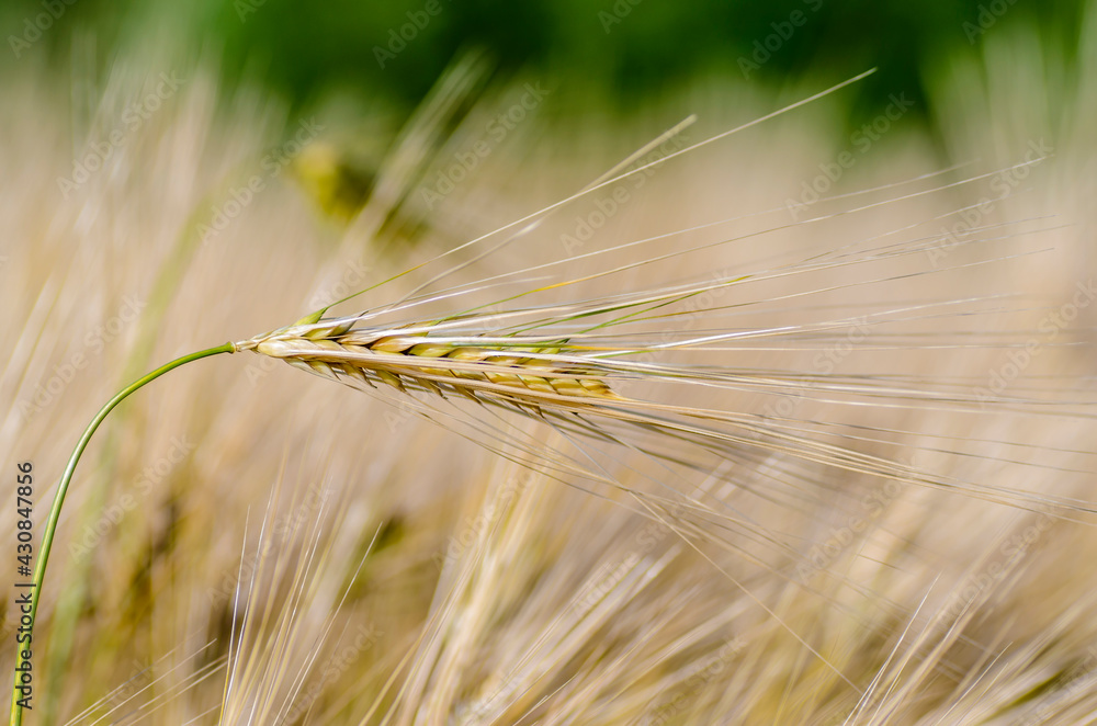 custom made wallpaper toronto digitalRipe ear of barley with a long dense awn
