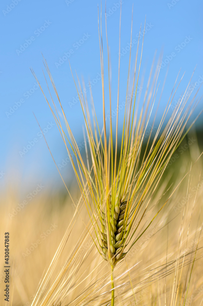 custom made wallpaper toronto digitalRipe ear of barley with a long dense awn