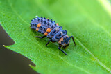 Ladybug larva sitting on green leaf of grass