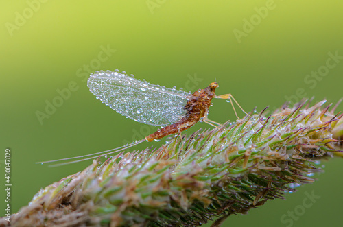 Mayfly sits on an ear of grass with dew drops on wings