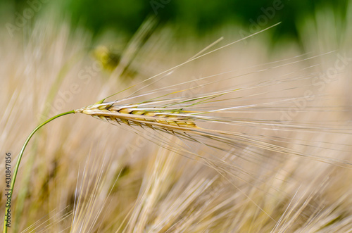 Wallpaper Mural Ripe ear of barley with a long dense awn Torontodigital.ca
