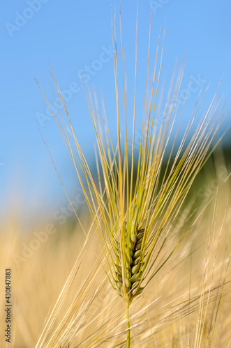 Wallpaper Mural Ripe ear of barley with a long dense awn Torontodigital.ca