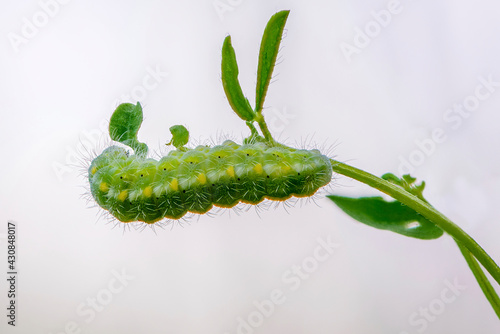 Wallpaper Mural Caterpillar of butterfly zygaena viciae emerald color Torontodigital.ca