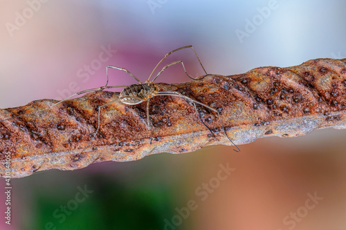 Wallpaper Mural Female opilion spider with long legs sits on a rusty bar Torontodigital.ca
