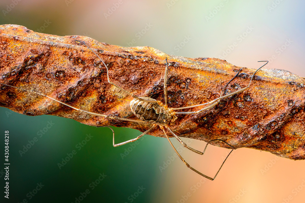 custom made wallpaper toronto digitalFemale opilion spider with long legs sits on a rusty bar
