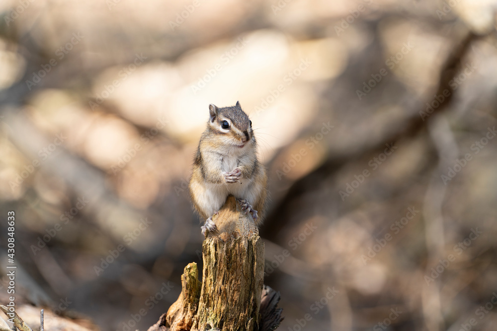 Siberian chipmunk (Eutamias sibiricus) in a forest in Tilburg Noord Brabant in the Netherlands