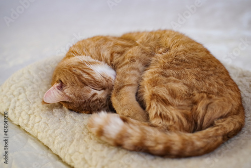 The bright red cat is curled up in a head and sleeps on a sheepskin blanket