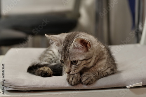 A domestic tabby kitten lies on a gray wooden chair and is sad, his gaze is directed away from you