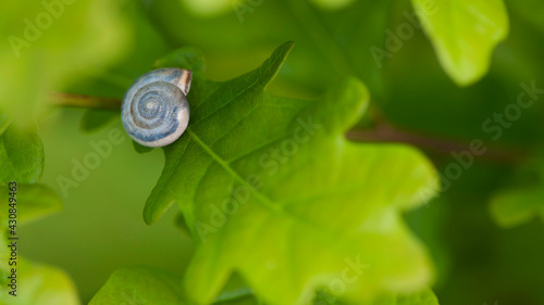 snail shell in green leaves. Shell of a beautiful snail isolated on green oak leaves. Natural summer or spring background with mother-of-pearl snail shell on a yellow-green background. close-up