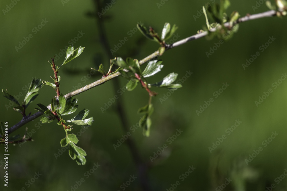 Close up of leaf of Rhamnus saxatilis Jacq. Close up of leaf of Rhamnus saxatilis Jacq.