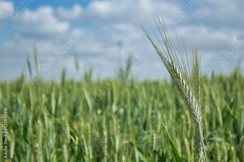 Detail of an ear of organic wheat still green on a sunny day