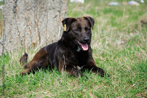 Fototapeta Naklejka Na Ścianę i Meble -  big black dog. dog on the grass. adult purebred dog in spring or summer, lying on the grass, on the lawn or green park on the grass in sunshine. looks at me. home or homeless animal
