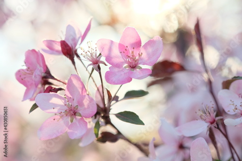 Pink apple blossom and leaves on a blurred background.