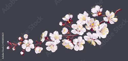 Vector branch with spring flowers. Realistic fruit tree branch. Detailed hand drawn clip art element isolated on dark background for your design, postcards, advertising, social media posts, textile