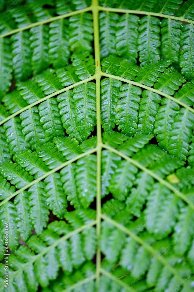 Macro shot of patterns and symmetry in nature, Costa Rica.
