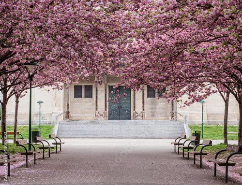 Photography cherry blossom in the park