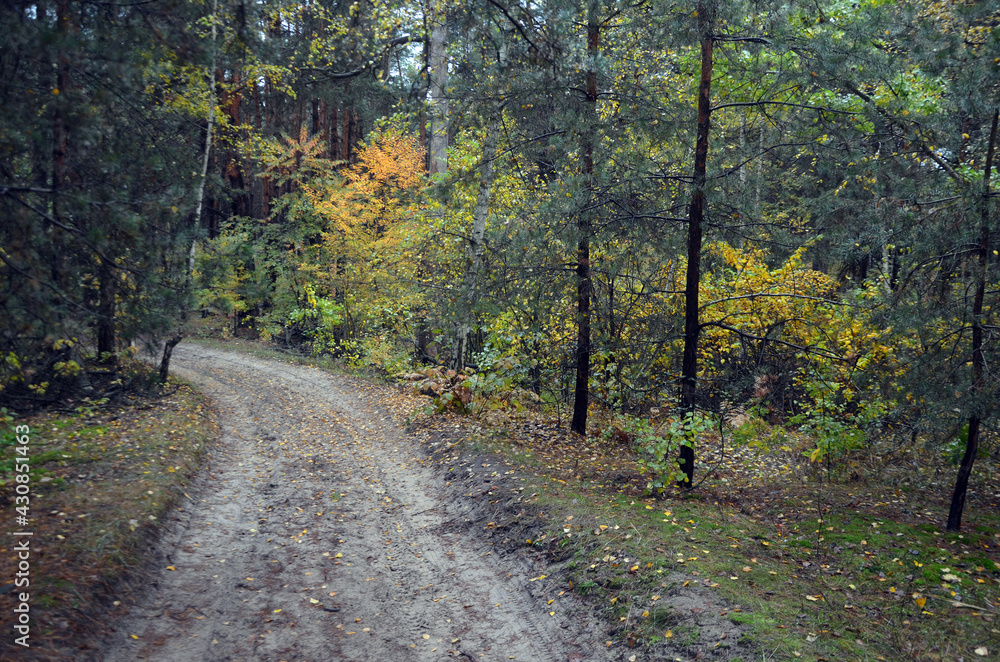 Obraz premium Forest near Kiev at autumn