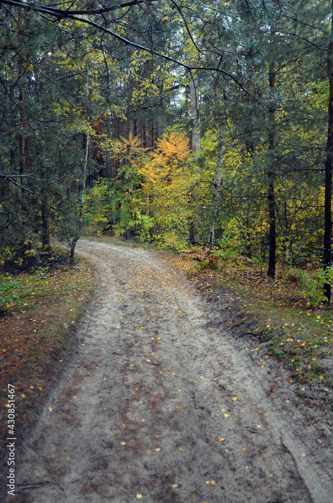 Forest near Kiev at autumn Forest near Kiev at autumn
