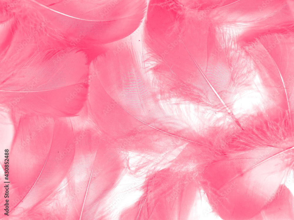 Beautiful abstract light pink feathers on white background,  white feather frame on pink texture pattern and pink background, love theme wallpaper and valentines day, white gradient