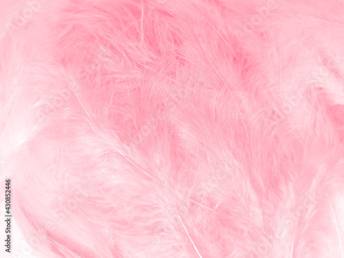 Beautiful abstract light pink feathers on white background, white feather frame on pink texture pattern and pink background, love theme wallpaper and valentines day, white gradient