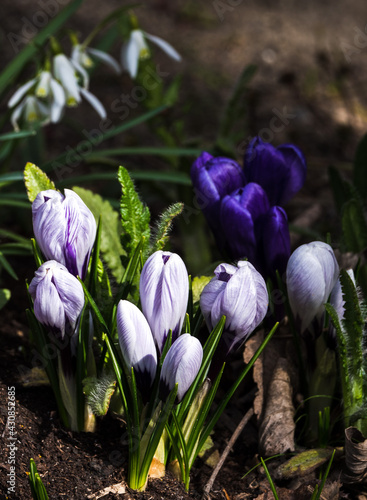 White and purple crocus flowers in the garden