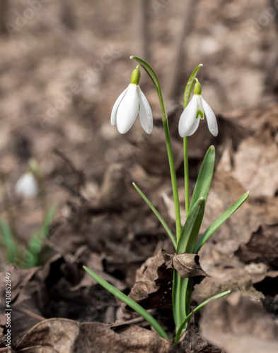 Snowdrop flowers growing between old leaves in the forest