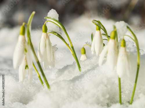 Snowdrop flowers in the snow at the morning