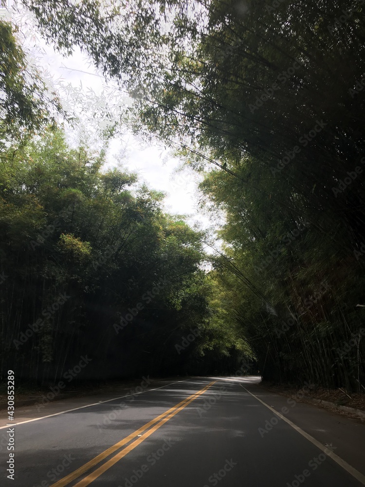 Obraz premium road in the forest