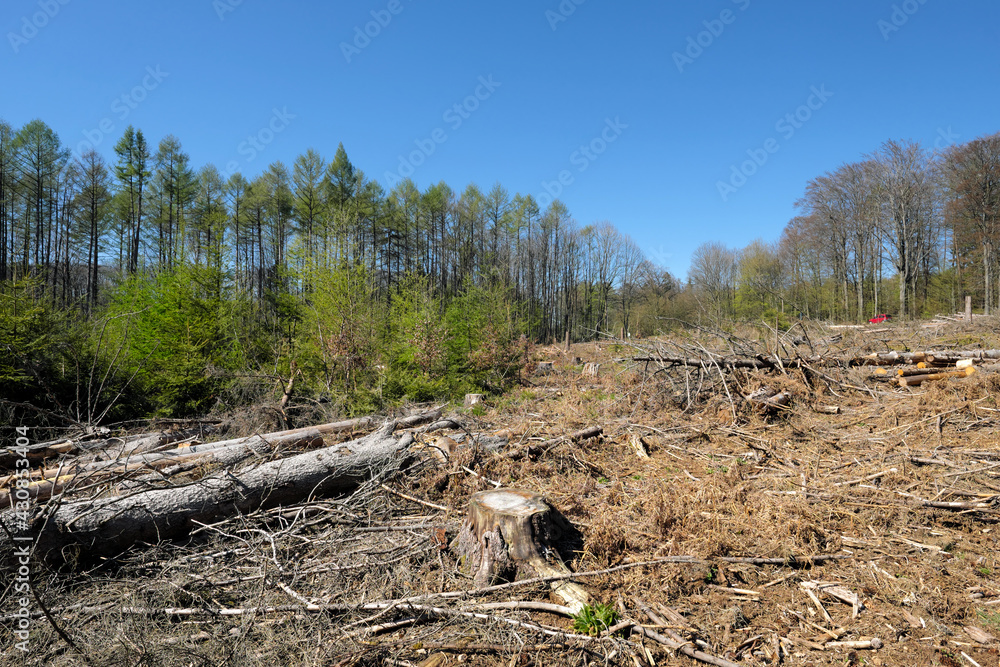 Abgeholztes Waldgebiet an Landstraße in Deutschland im April 2021 - Stockfoto Abgeholztes Waldgebiet an Landstraße in Deutschland im April 2021 - Stockfoto