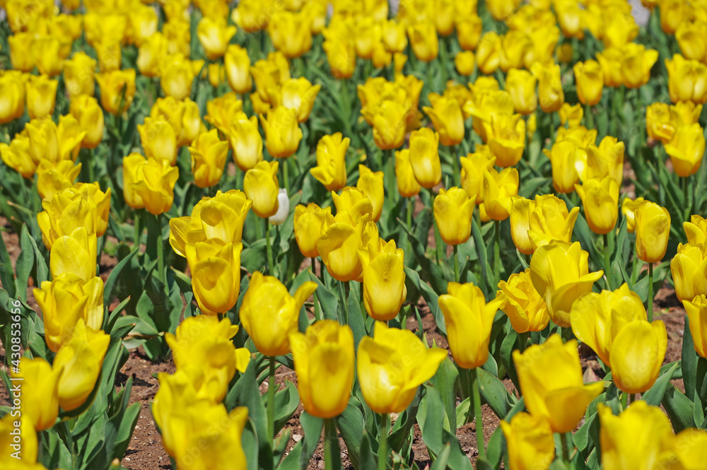 Obraz premium a lots of yellow tulips