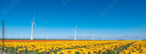 yellow tulips and wind turbines under blue sky in the netherlands photo