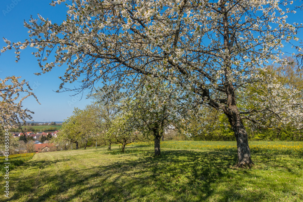 Blühende Obstbäume im Frühjahr