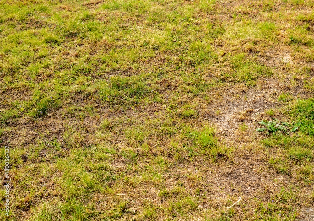 Lawn in very bad condition Lawn in very bad condition